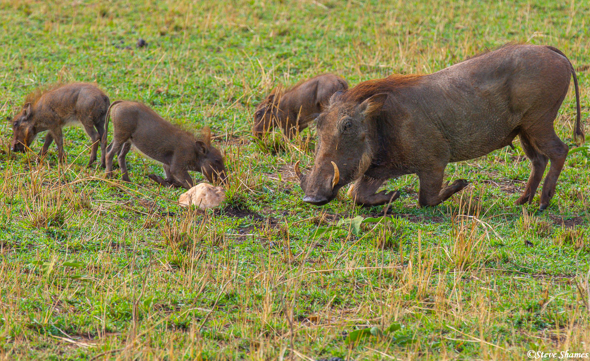 Warthog family on the Serengeti plains. Notice how they kneel when they browse around on the ground. This is mainly due to their...