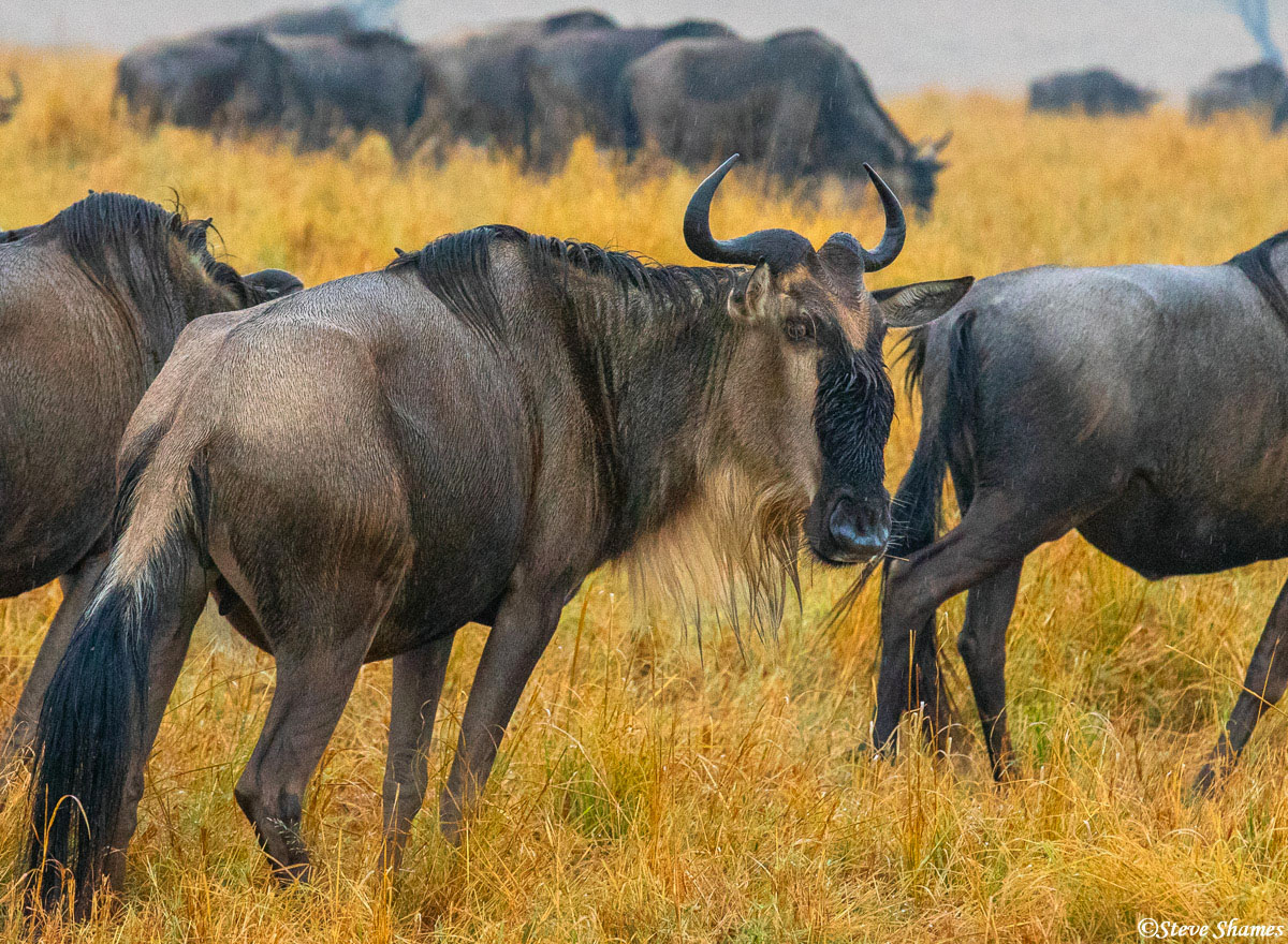 Serengeti plains wildebeest on a rainy day.