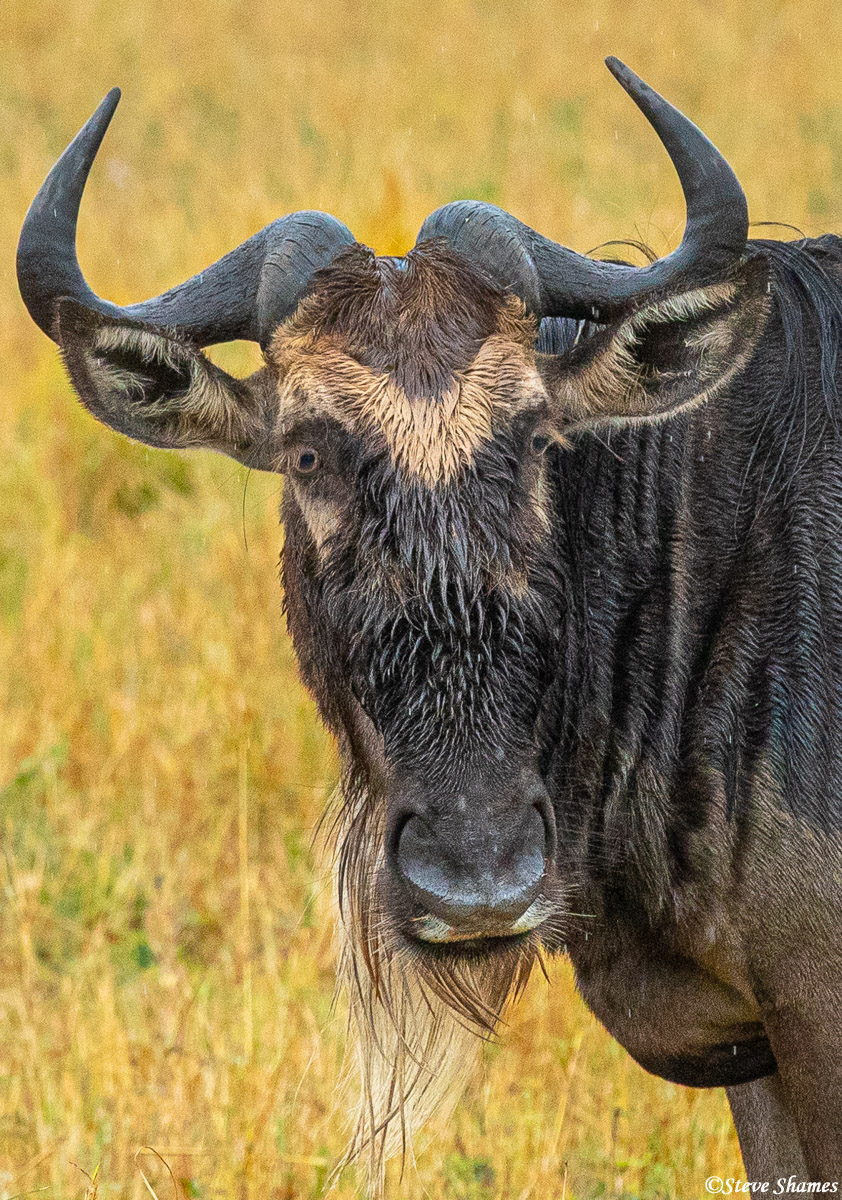 A soaking wet wildebeest standing in the rain.