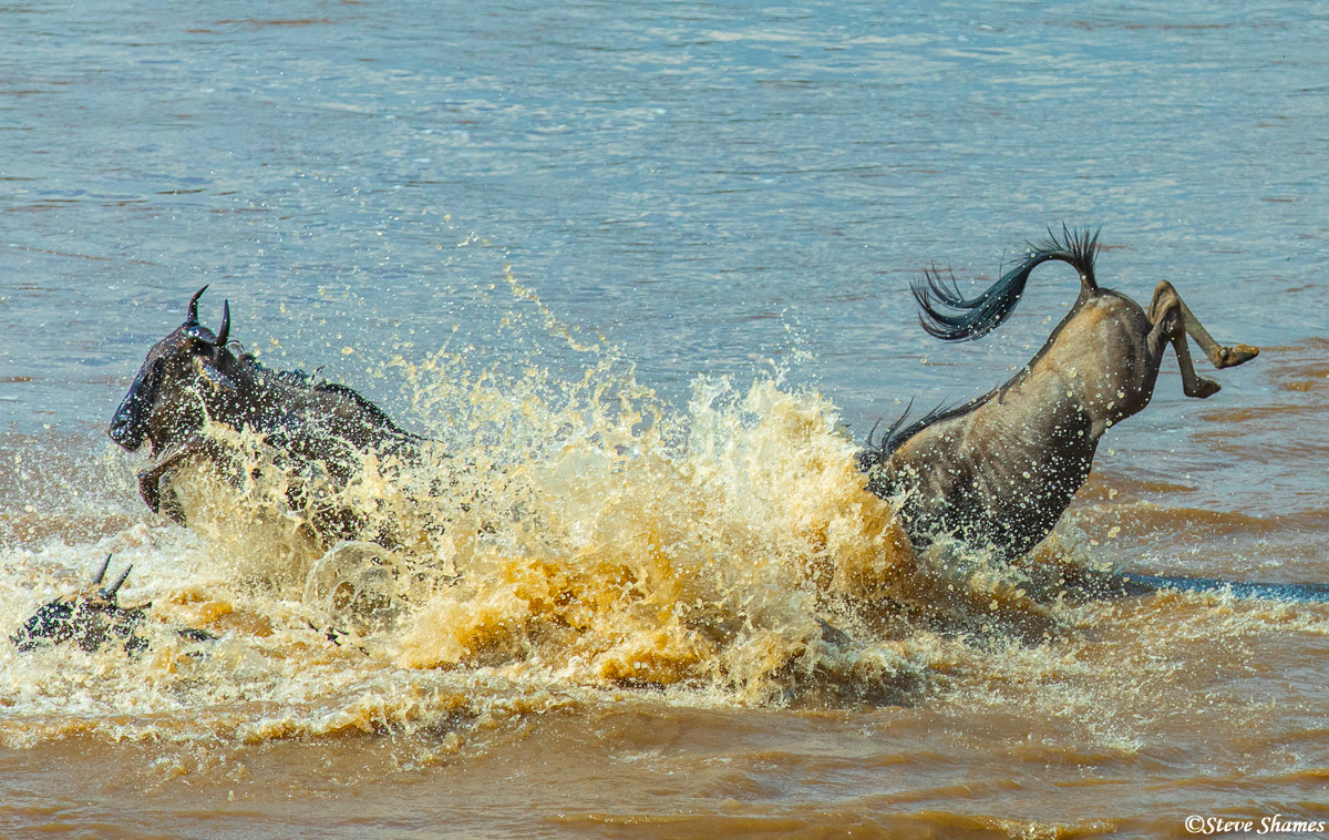 Splashing down in the Mara River! It always a hectic feeling when the wildebeest are crossing.