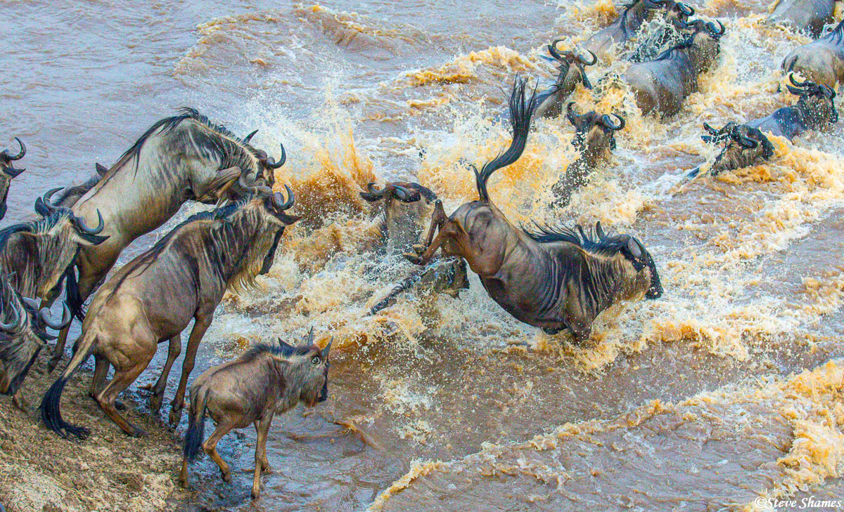 Splashing down in the Mara River. Its strange that they jump in, when they could just walk in.