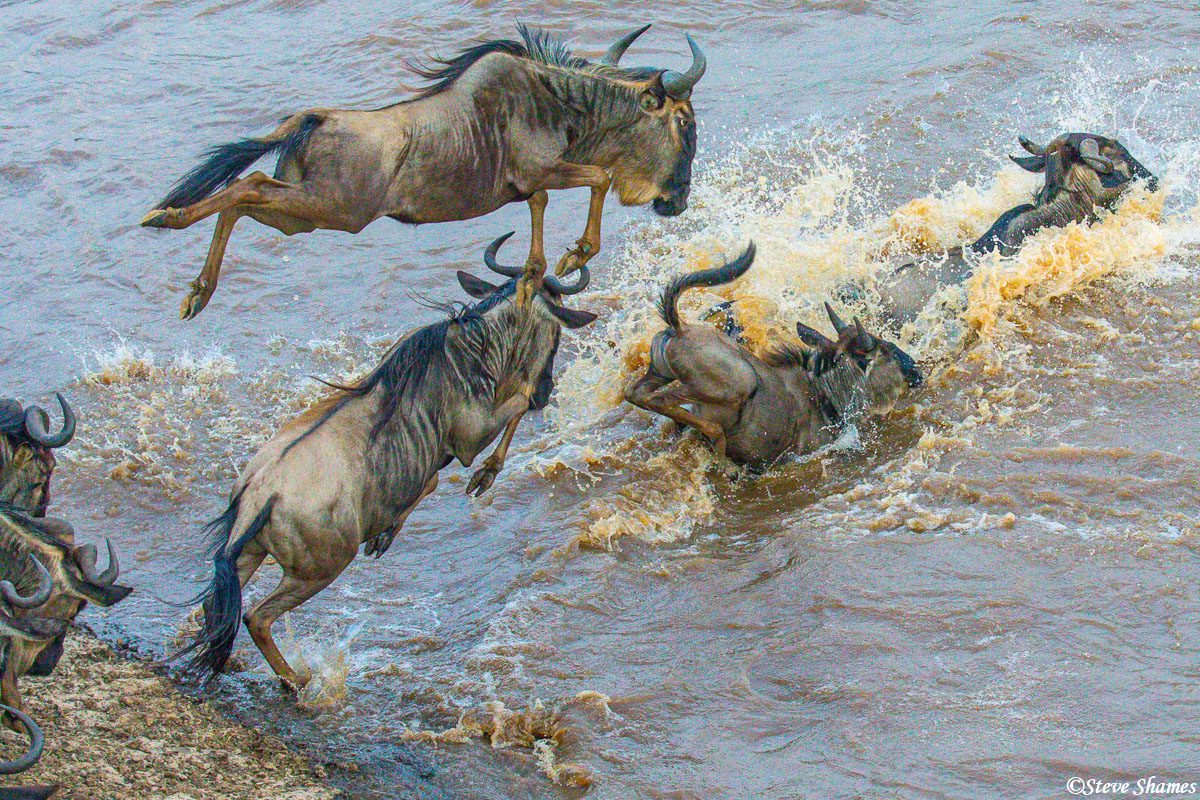 Wildebeest do not just walk into the water then start swimming, they jump into the water! Some are quite graceful.