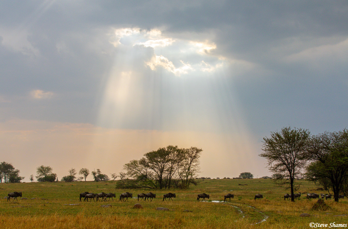 A beautiful scene on the Serengeti plains with the sun rays breaking through the clouds.