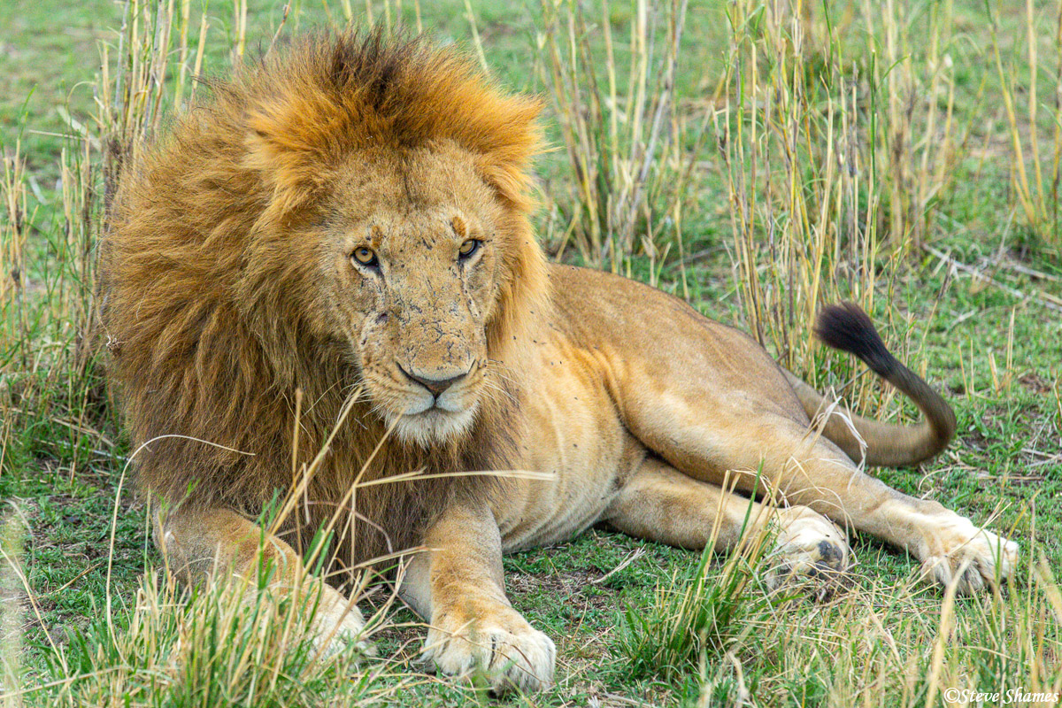 Here is the pride male. That is the term for the reigning male of a pride. Lots of lion prides have two or three pride males...