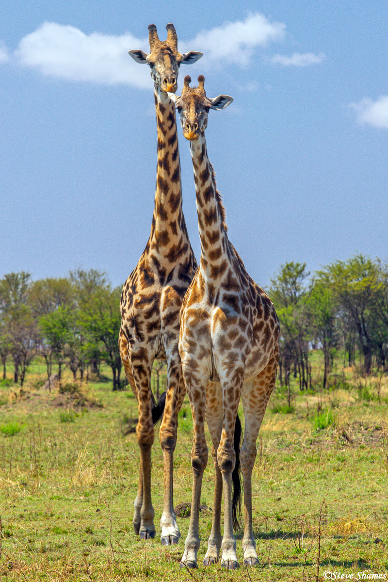 I like the look of these two giraffes side by side.