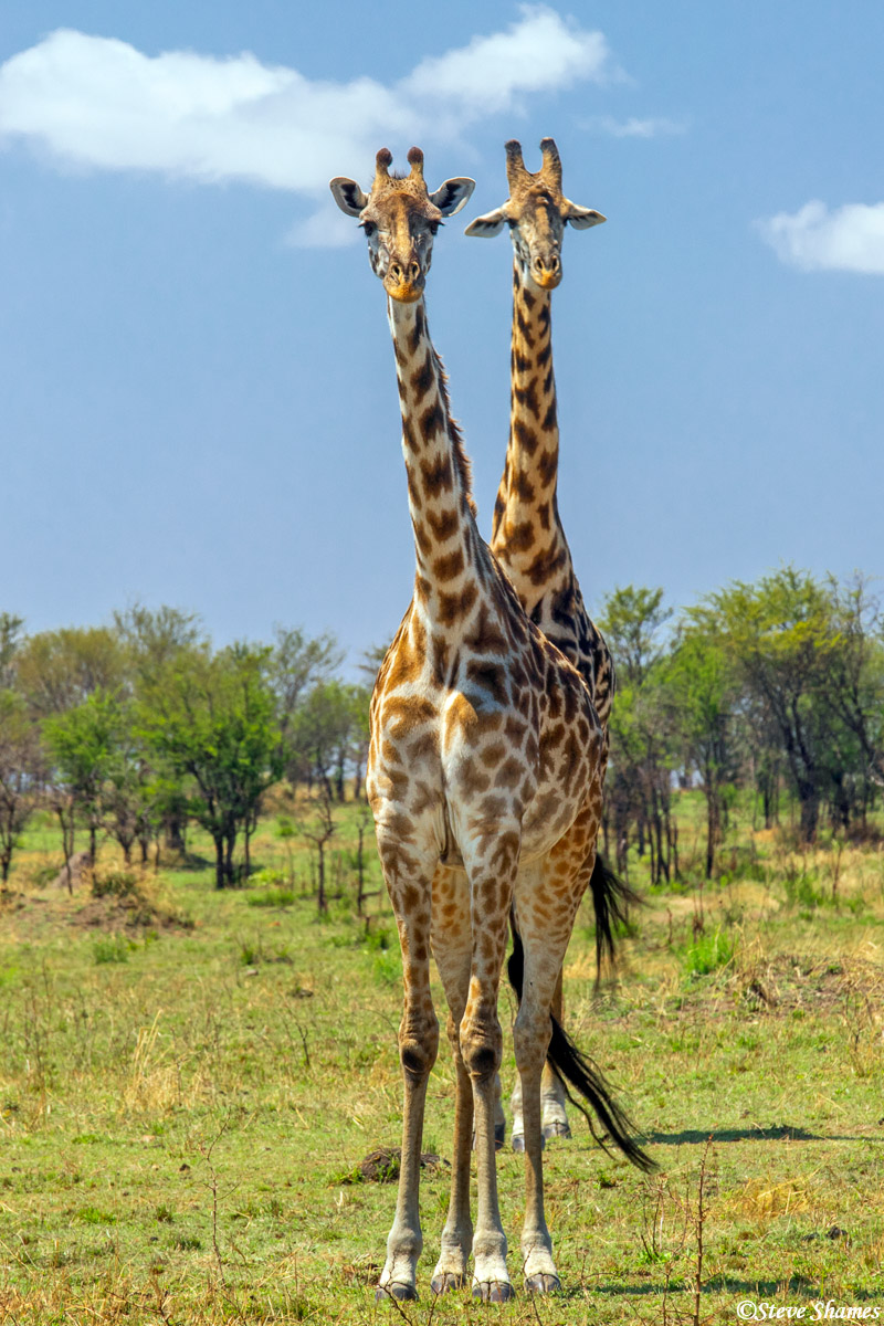 At just the right angle - this appears to be a two headed giraffe.