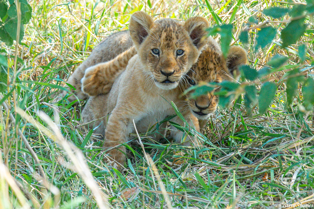 Two little lion cubs keeping an eye on us.