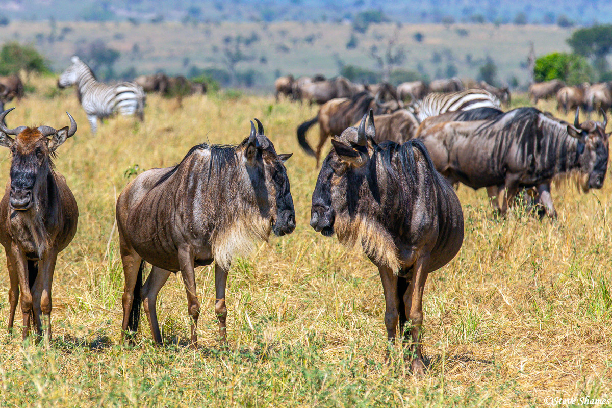 Not sure why, but these two wildebeest are staring at each other.