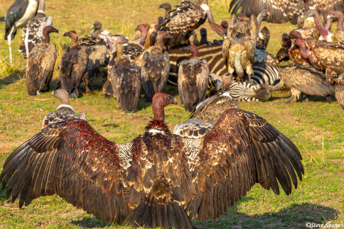 Vultures spread their wings like this to make themselves look bigger, and therefore maybe intimidate other vultures not to mess...