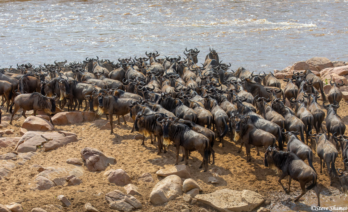 Wildebeest waiting to cross the Mara River. They gather, mill around a little, then one goes, then they all follow!