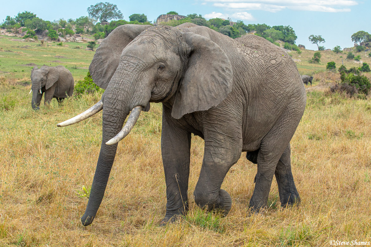 A Serengeti elephant walking around.