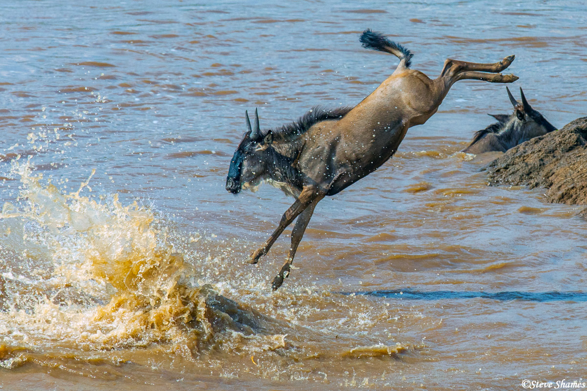 Acrobatic wildebeest diving into the water.