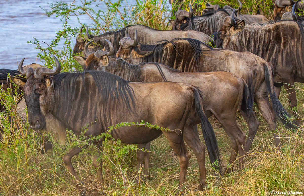 Wildebeest gathering by the river. They are already getting nervous about the crossing.