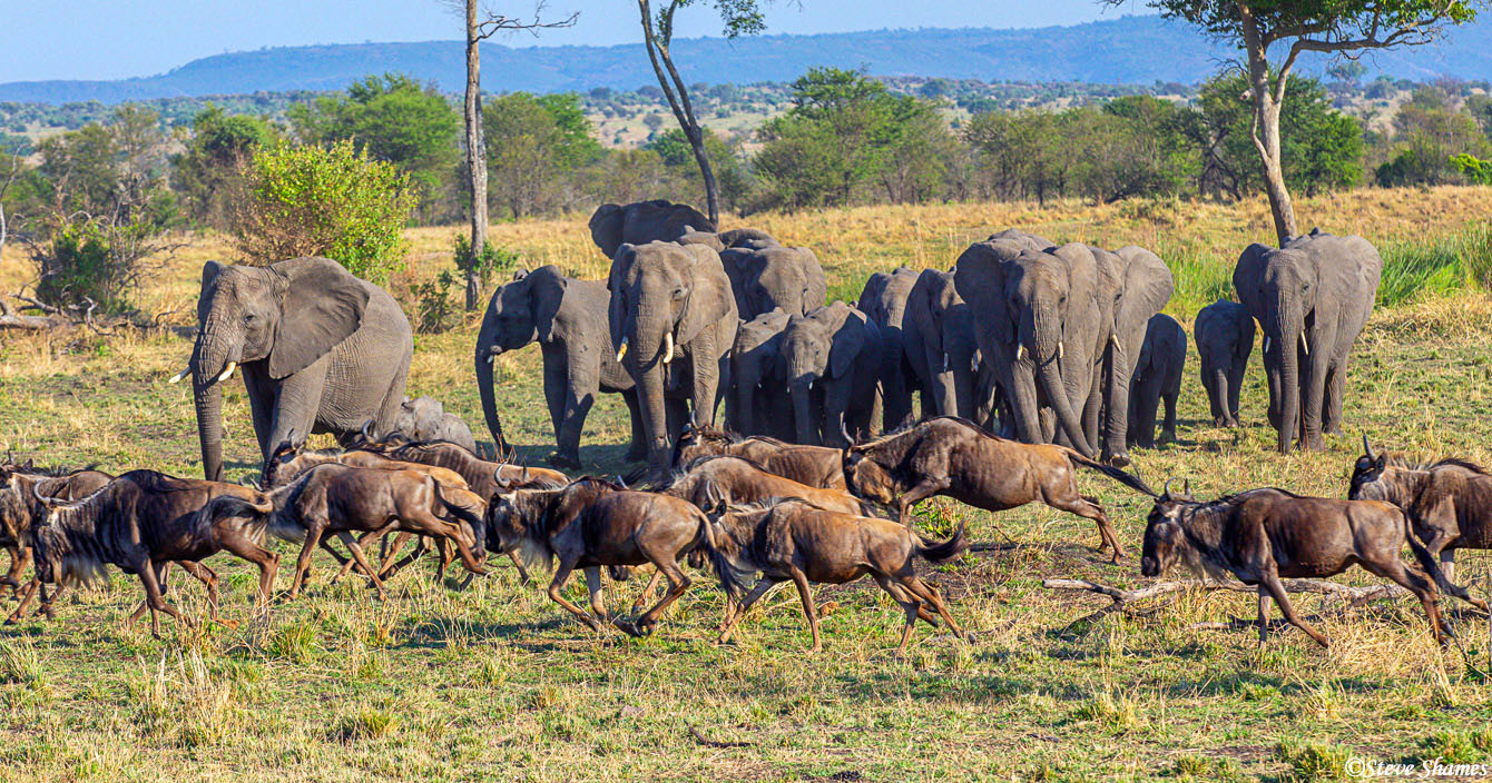 Elephants giving the right of way to a herd of wildebeest. There should be a sign saying "Wildebeest Crossing"