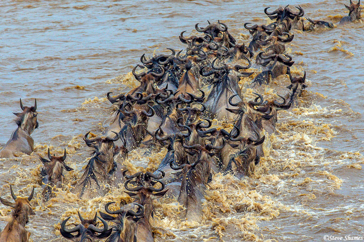 A hoard of wildebeest crossing the Mara River.