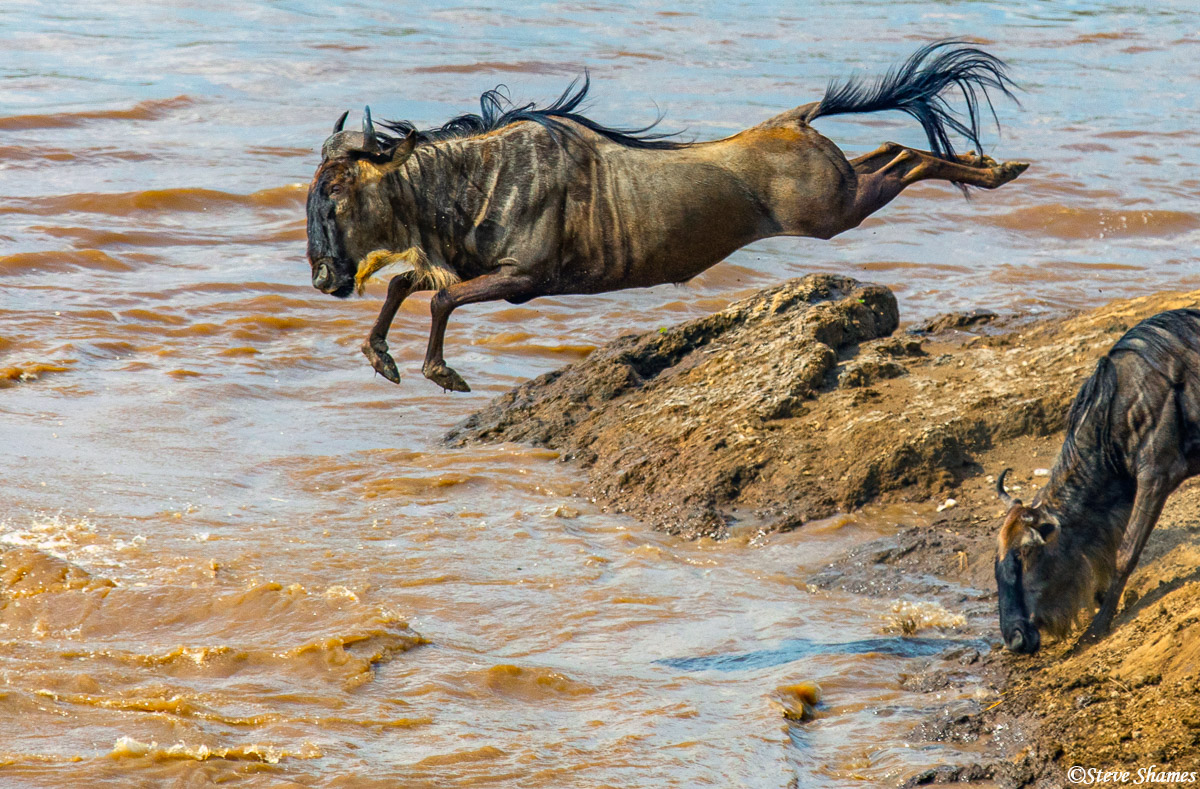 This wildebeest is showing great form as it dives into the river. There should be a wildebeest Olympics!