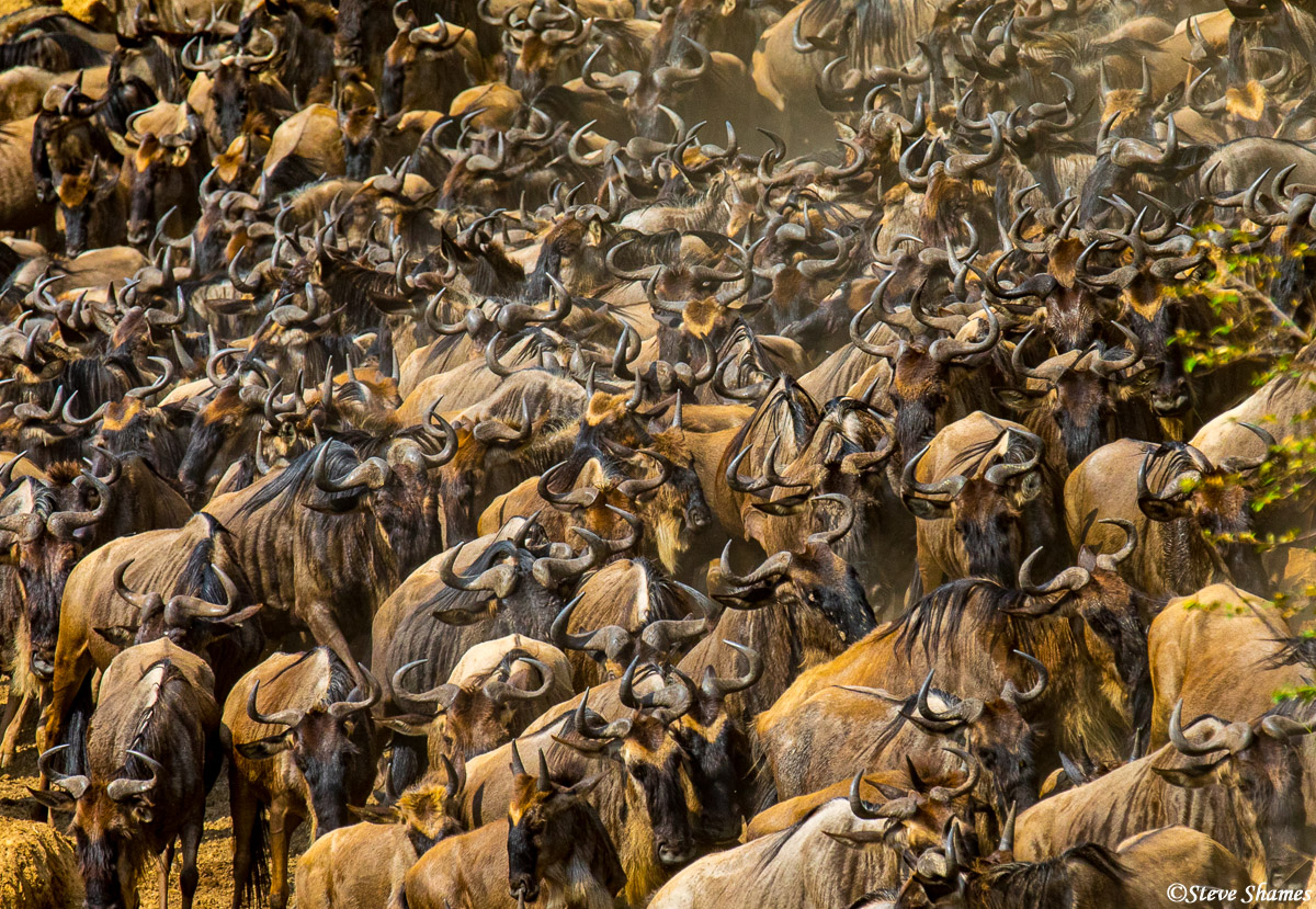 Nothing but horns in this close in view of a wildebeest herd. They mass together like this when they are in the river crossing...