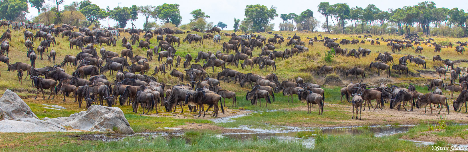 A hillside covered with a wildebeest herd.