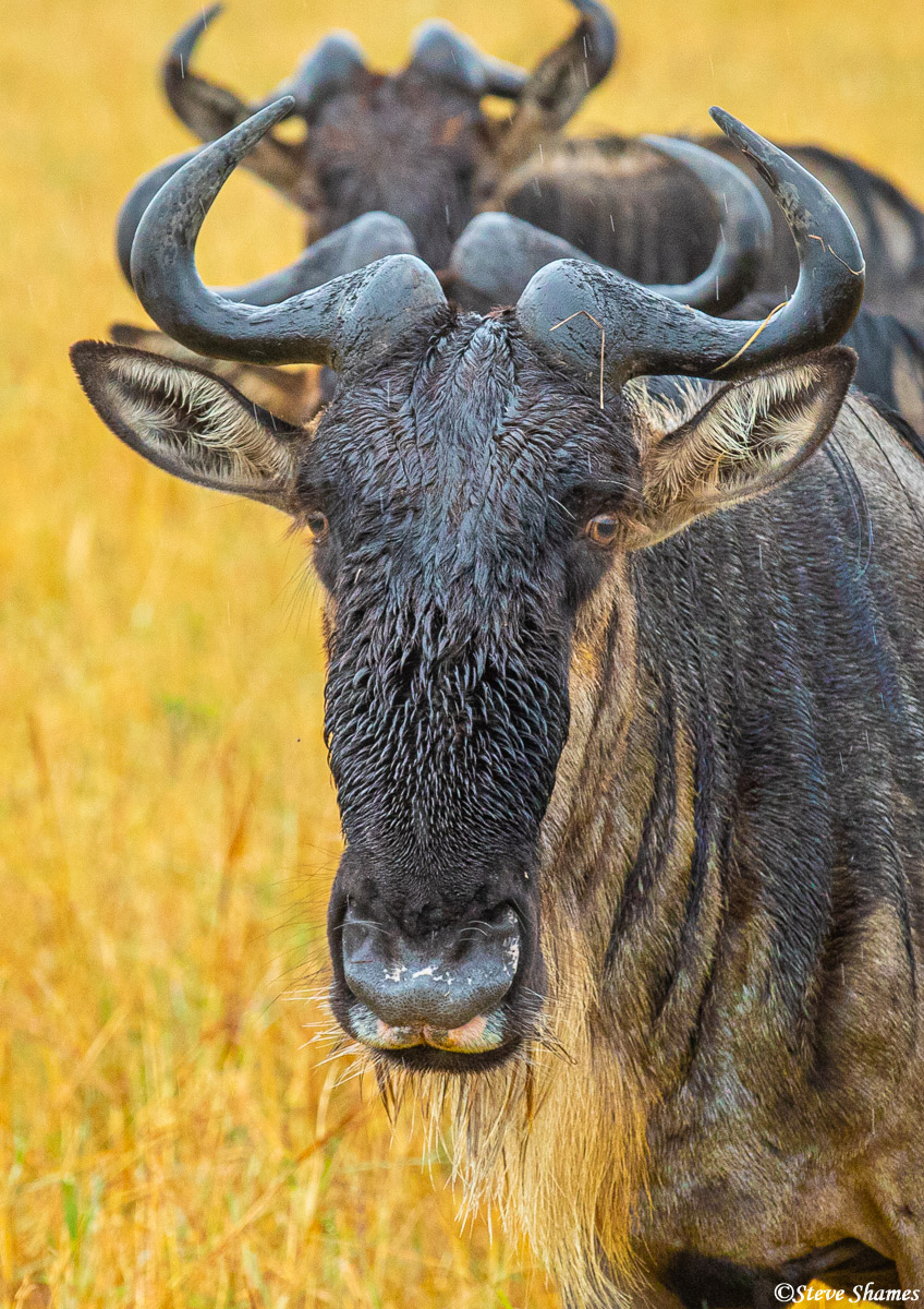 I like the looks of this wildebeest in the rain.