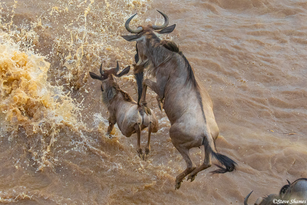 We were on the cliff, then the wildebeest ran right below us to jump into the river. It was quite a sight to see them jump in...