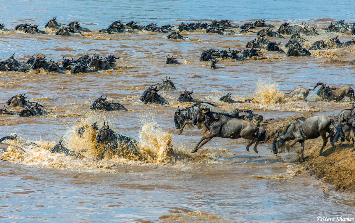 Its a free for all when the wildebeest are crossing the Mara River.