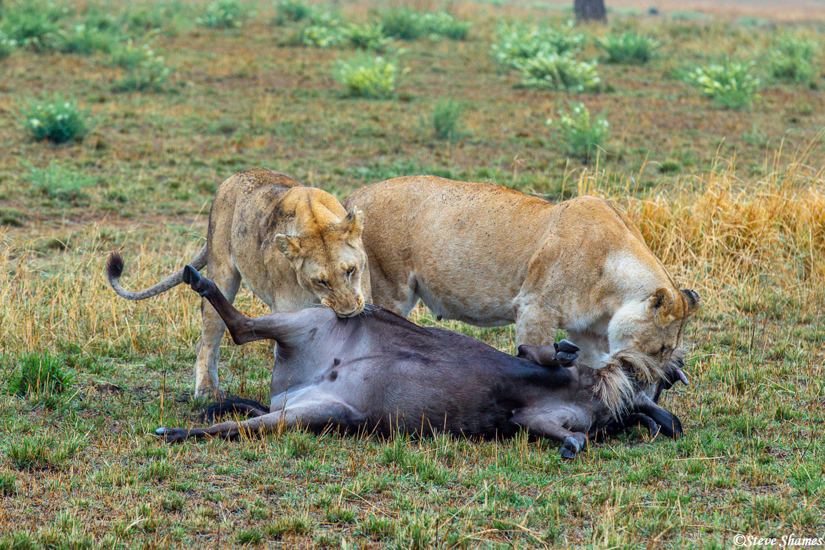 The lions in the process of finishing the wildebeest kill.