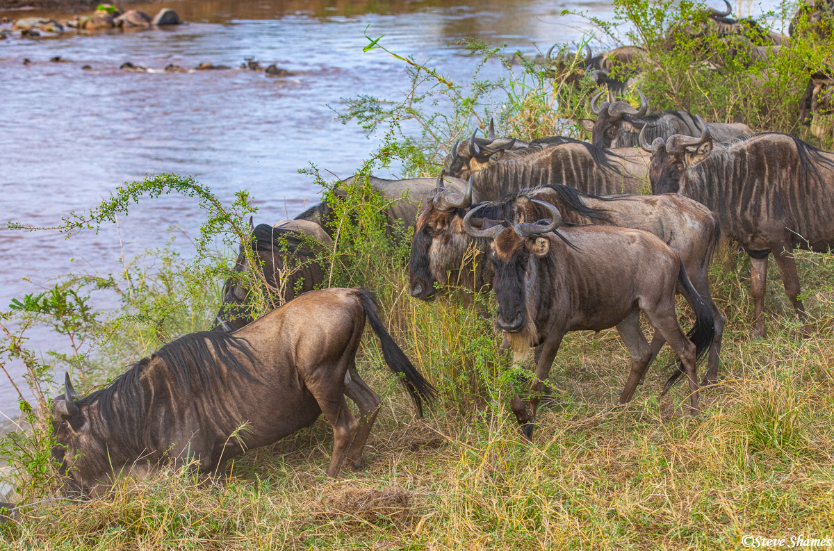 Wildebeest gathering at the riverbank, ready to climb down and cross the Mara River.