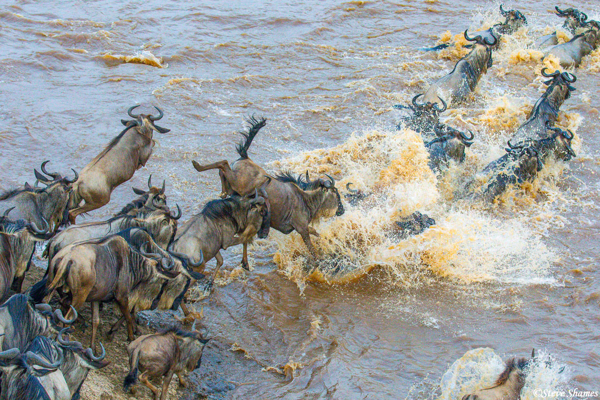 The sights and sounds of the wildebeest jumping in the Mara river are incredible! Here is a video I took of this scene if you...