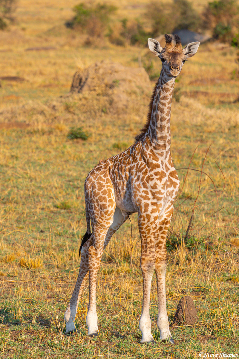 Here is a young Masai Giraffe. Masai giraffes are the most common in east Africa. This guy still has his umbilical cord hanging...