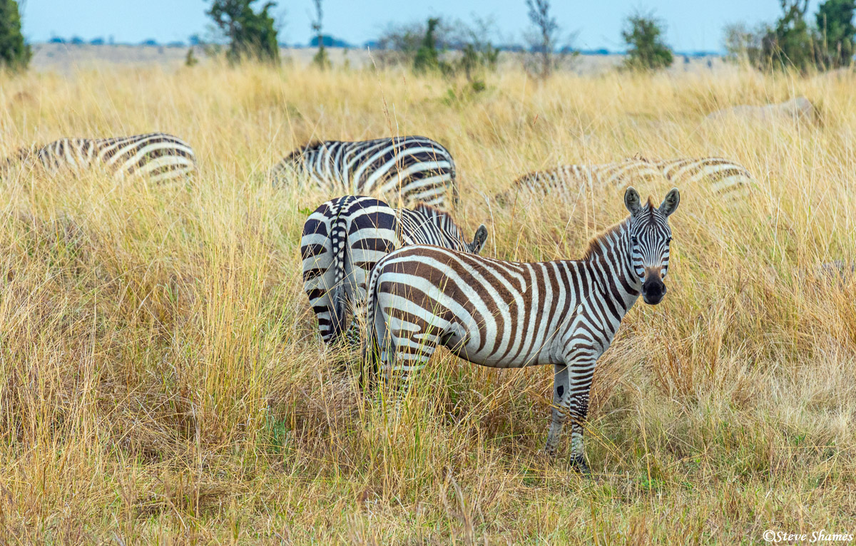 I like the look of these zebras in the tall grass.