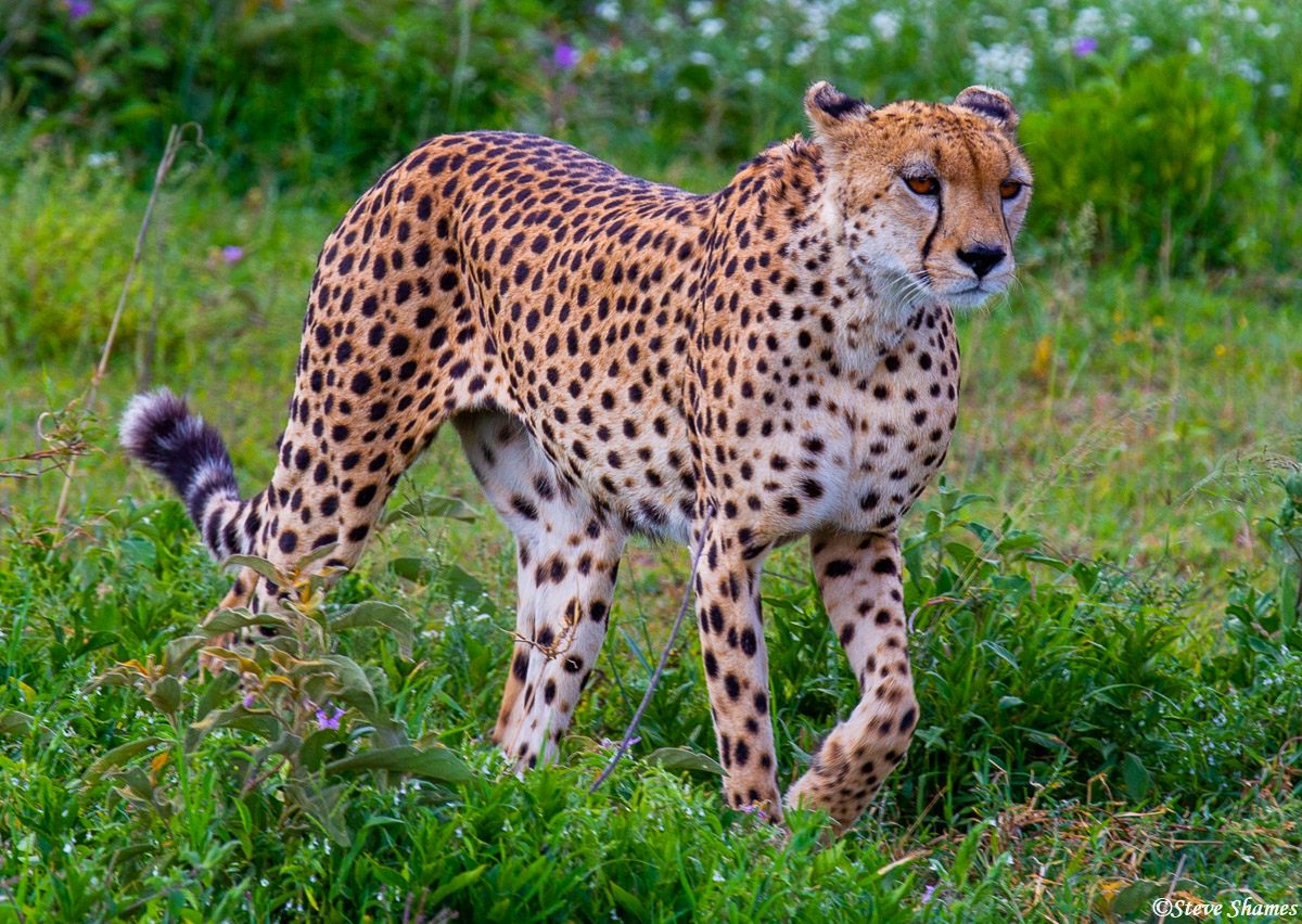 Serengeti Cheetah Walking | Serengeti National Park, Tanzania 2019 ...