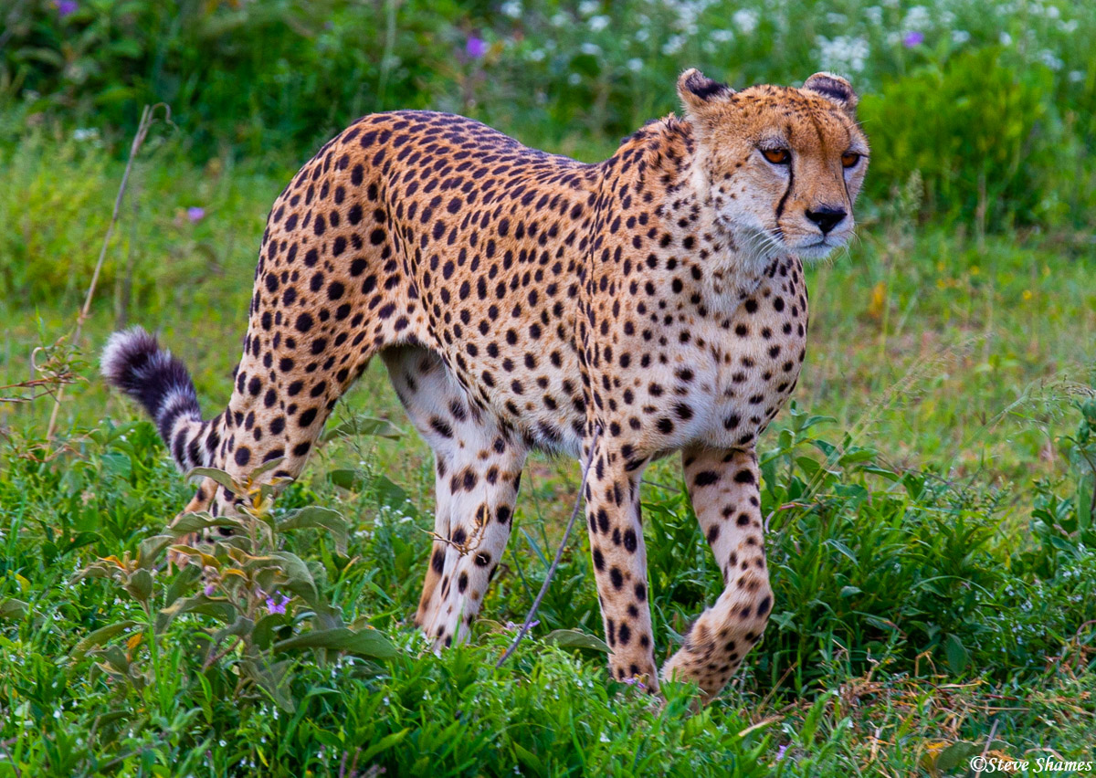 A Serengeti cheetah.