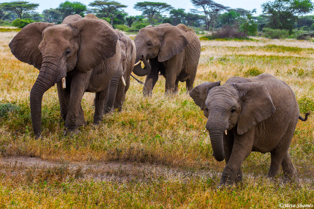 A small family of elephants in the Serengeti.
