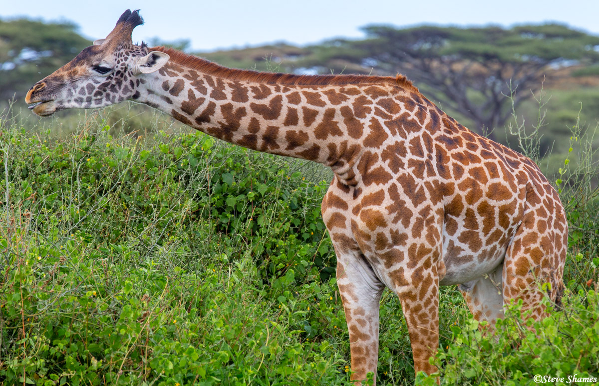 A Serengeti giraffe sampling some tasty leaves.