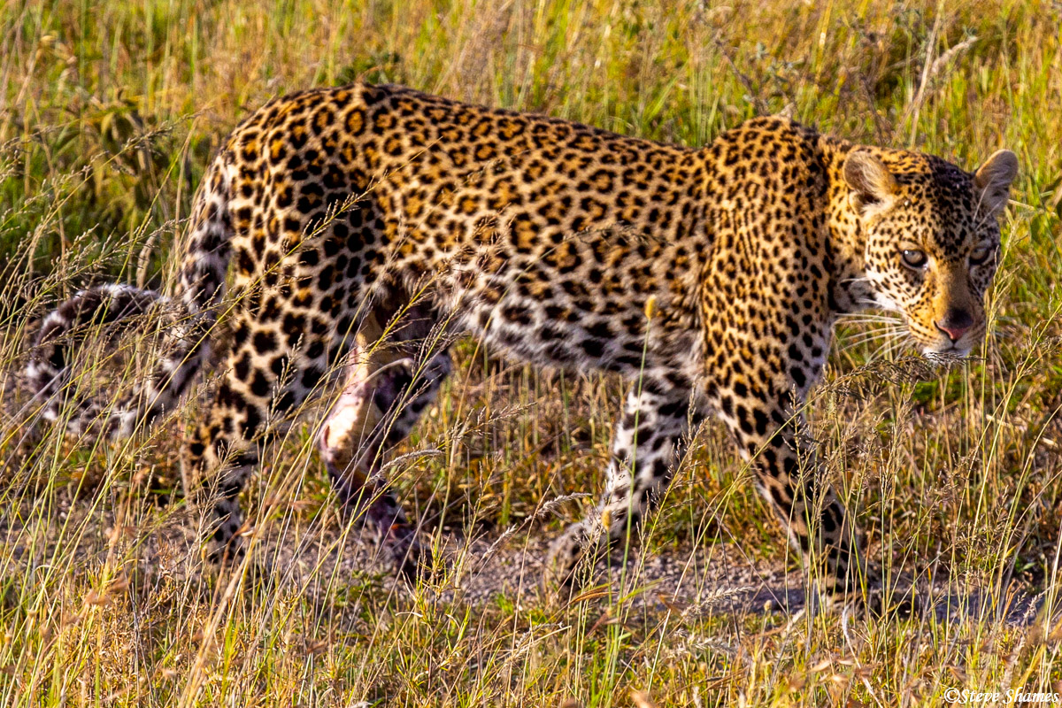Serengeti Leopard walking. This one had a bad wound on his back left leg. It was thought he got in a tangle with a warthog.
