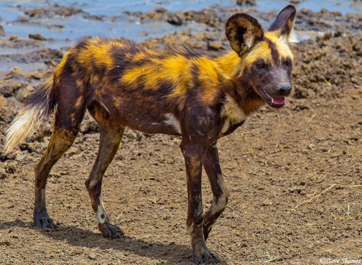 We saw one medium sized pack of wild dogs in the Serengeti. They are getting very rare.