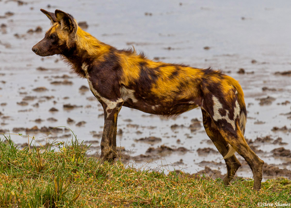 We were all over the Serengeti, but only saw this one pack. When I was here in 1994, we were told canine distemper came through...