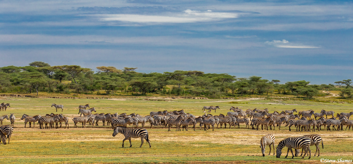 Serengeti plains zebras.