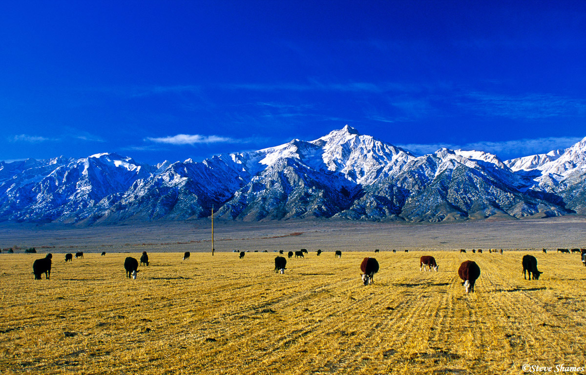 I like the way the cows were positioned in this scene close to Manzanar. That high peak in the middle is Mt. Williamson.