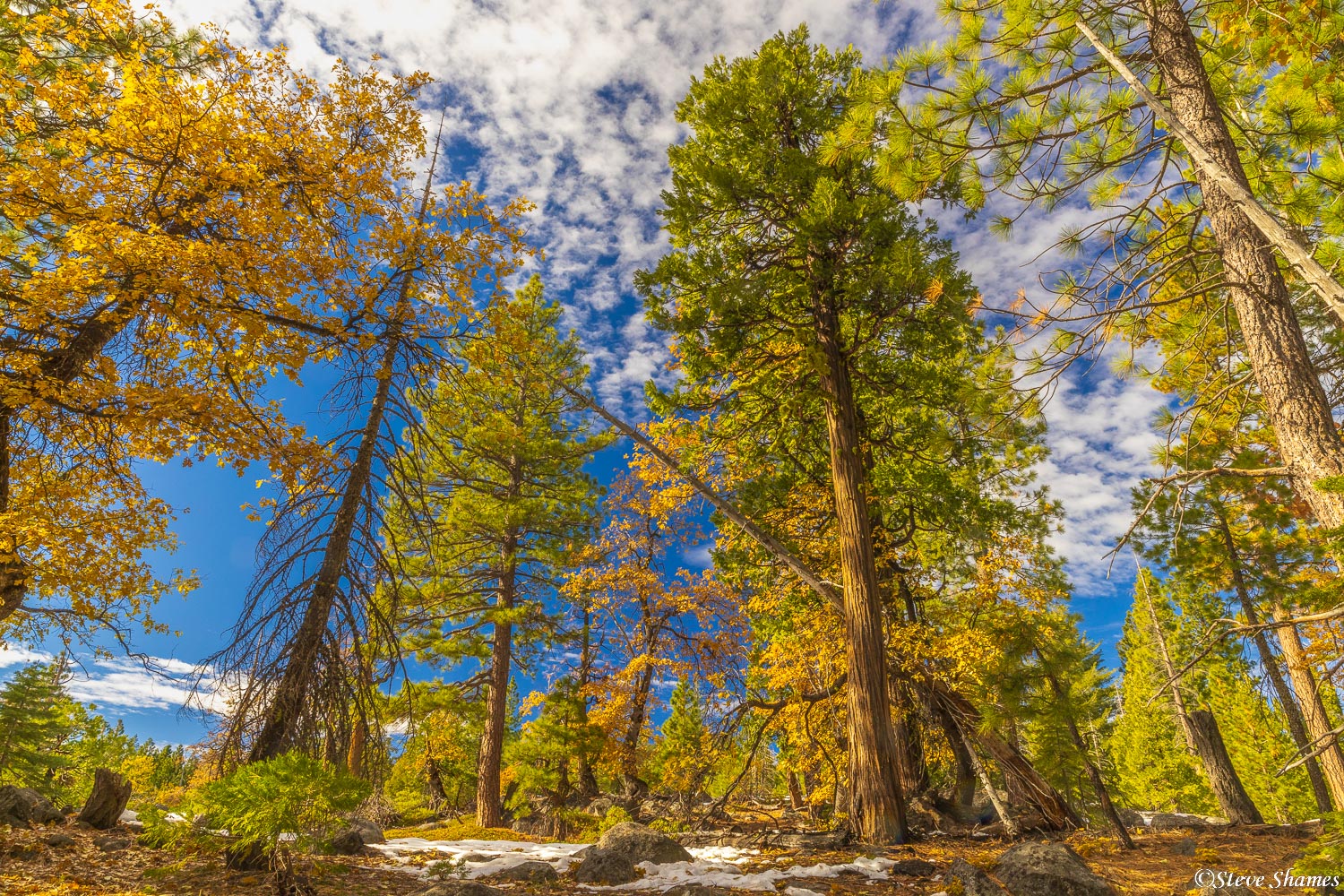 Forest scene in the Sierras.