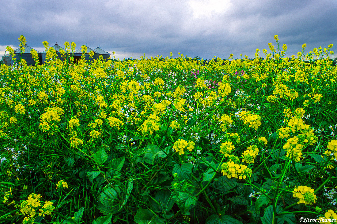 The agricultural lands are just overrun with the wild mustard plants in the spring.