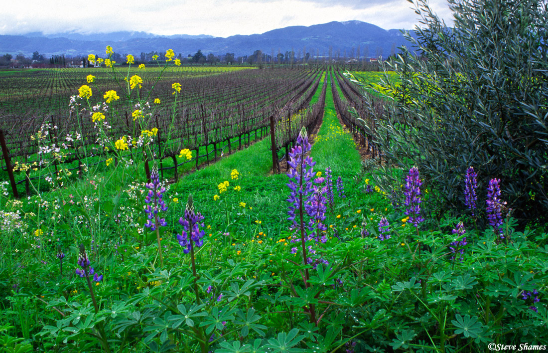 Colorful purple lupines along Silverado Trail.