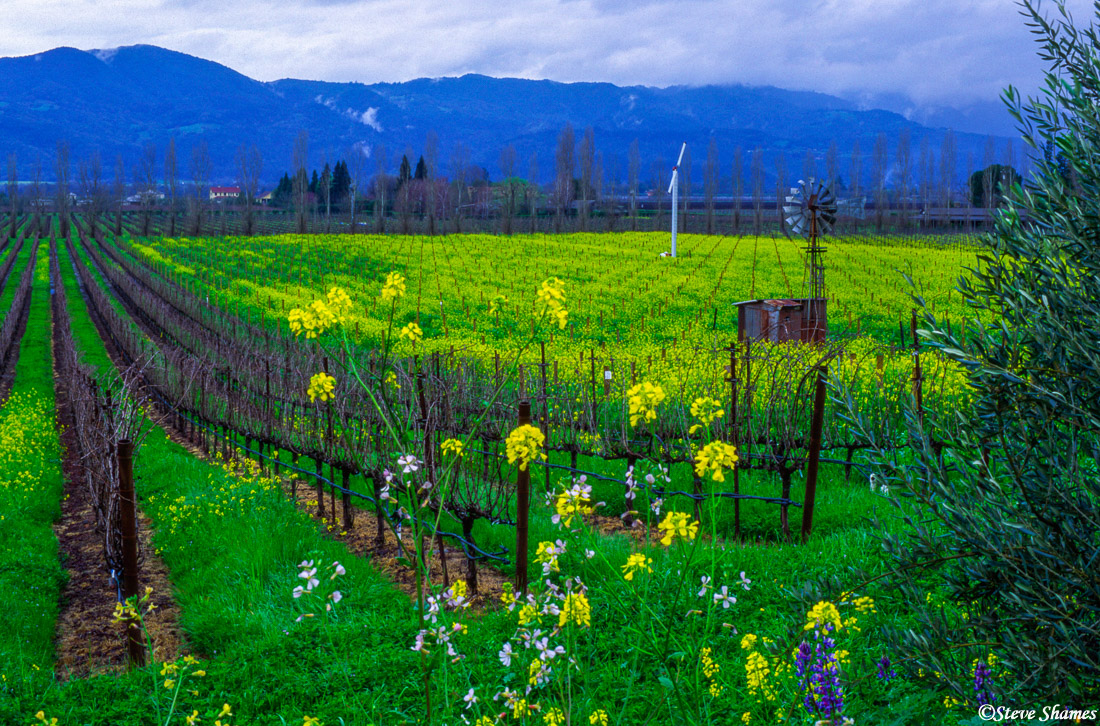 This vineyard on Silverado Trail, is an example of early spring colors in the Napa Valley.