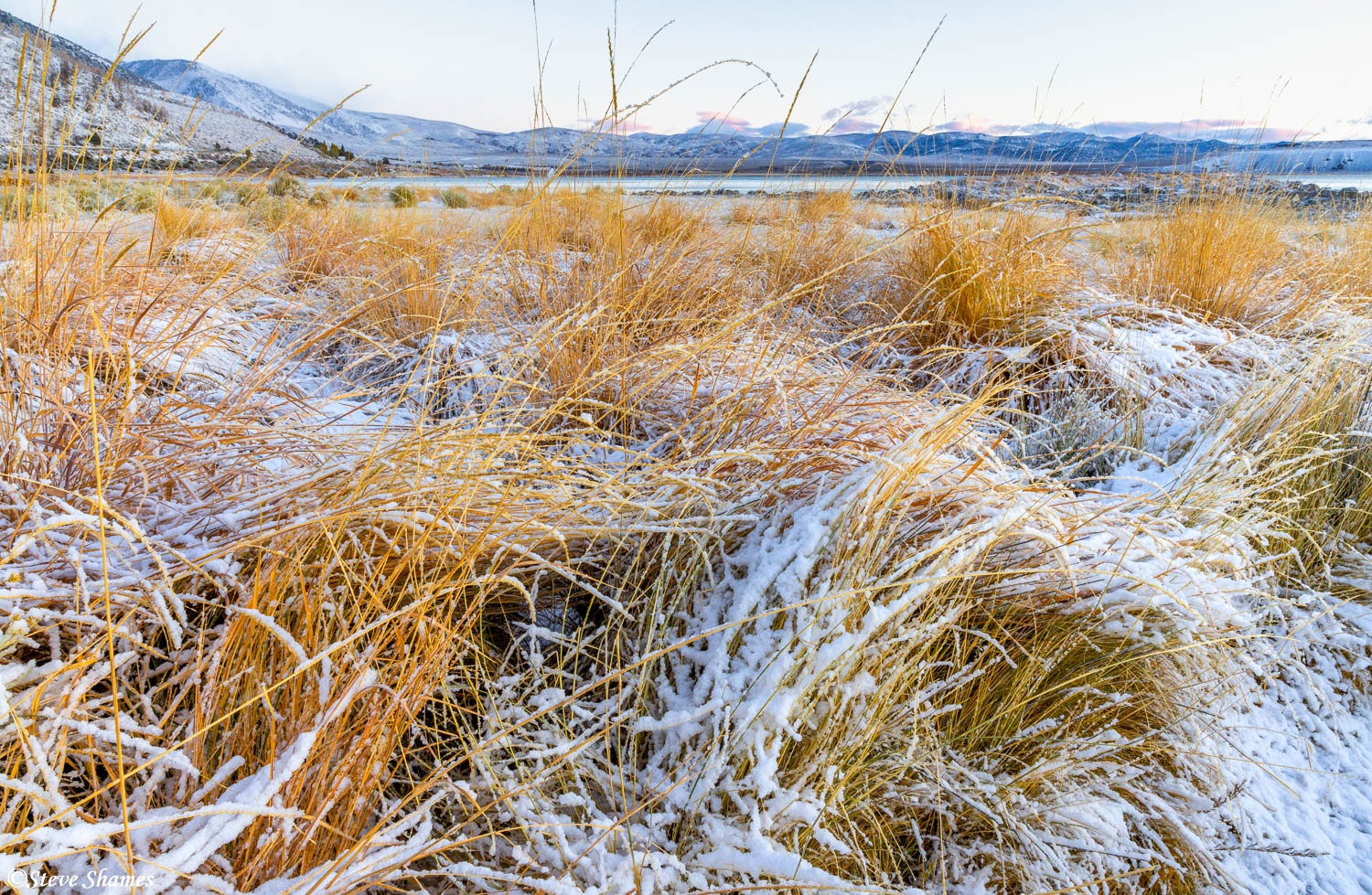 I liked the way the snow looked on the tall grass in the mellow light, before the sunlight hit it.