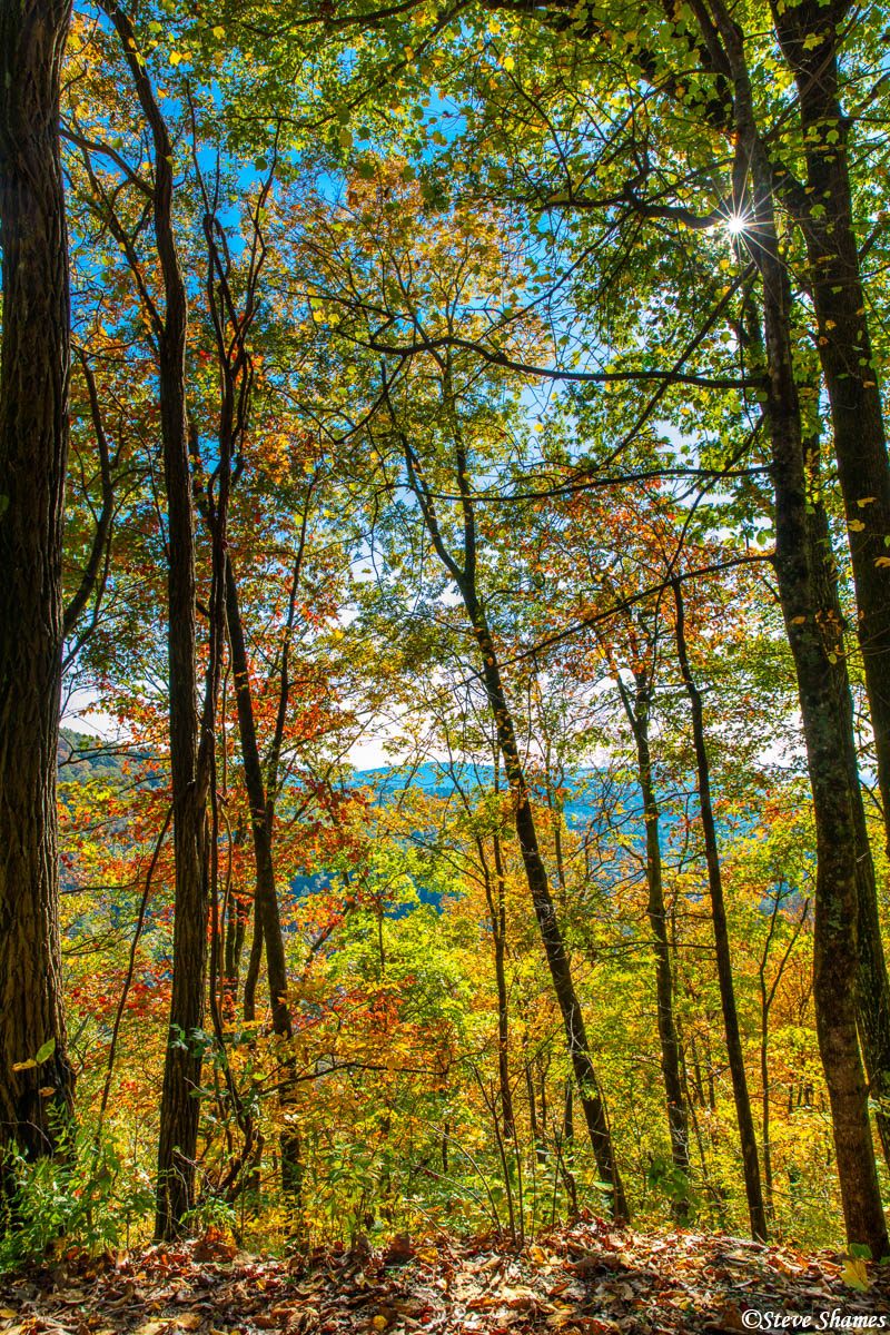Sun rays breaking through the colorful fall foliage in South Carolina.