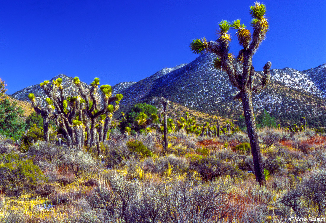 Lots of color when you are on the lookout for it in the desert.