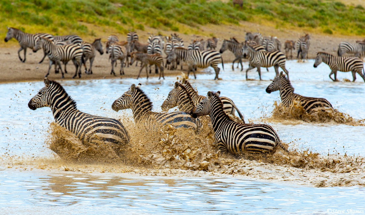 Zebras splashing around the waterhole.