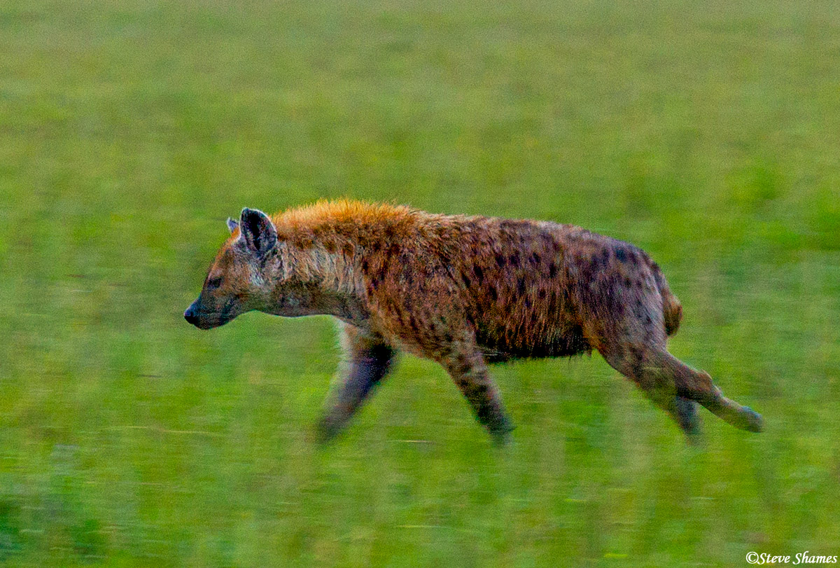 Running hyena in Masai Mara.
