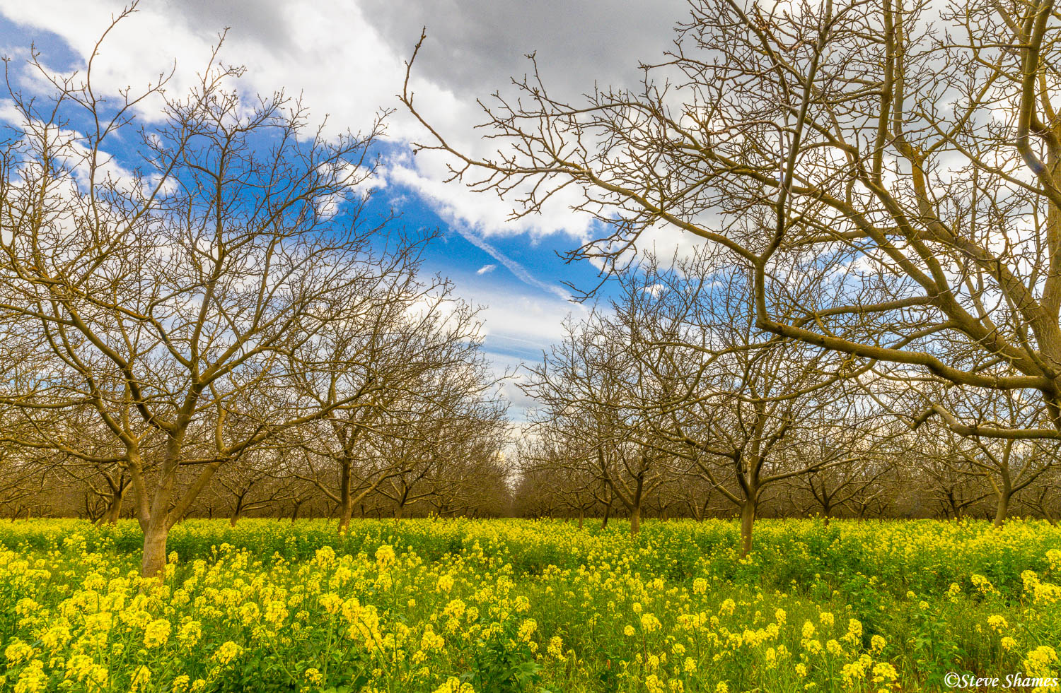 Colorful wild mustard and a great sky -- the perfect combination to liven up an ordinary looking orchard!