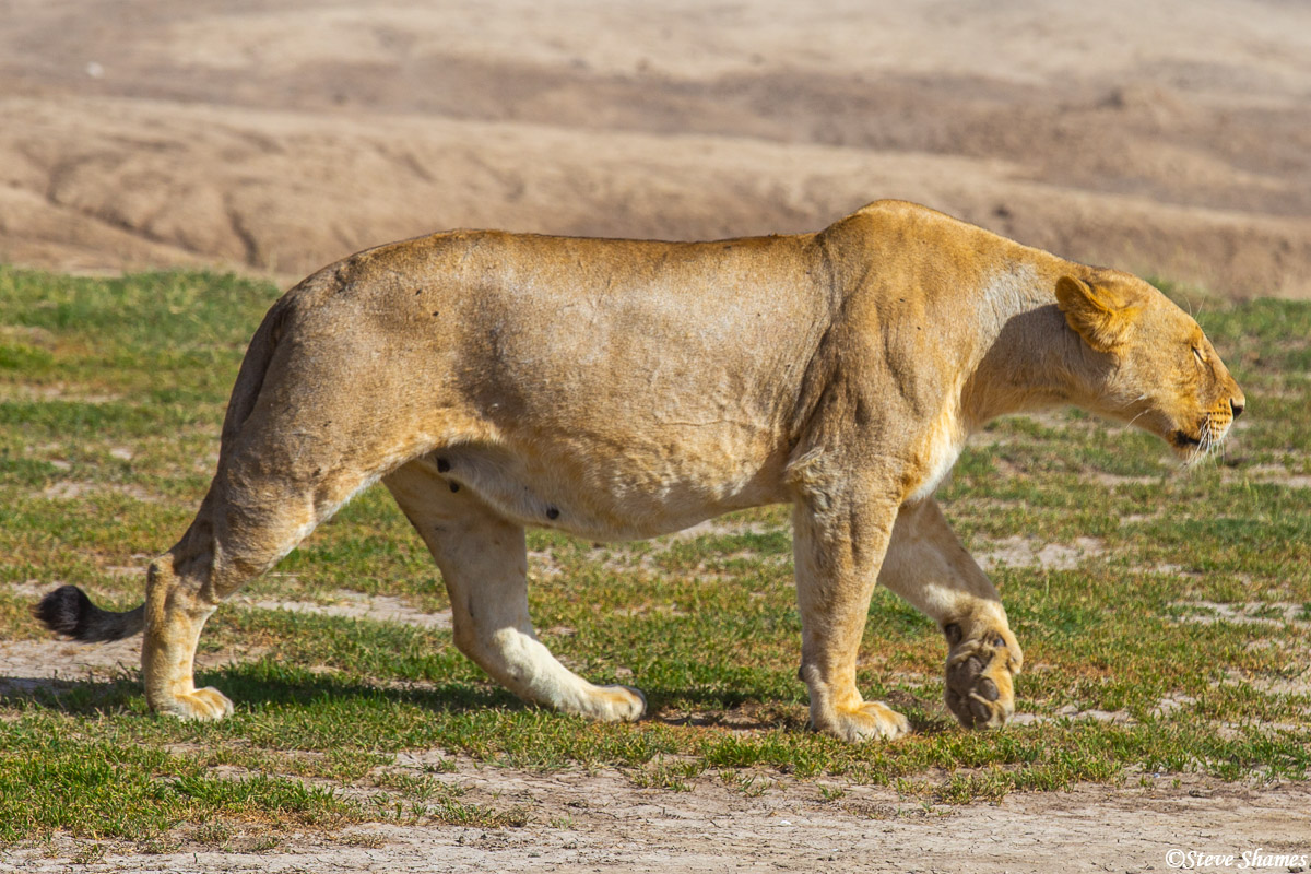 This lioness was watching some nearby animals and started stalking them, but they quickly moved on out of range. They were just...